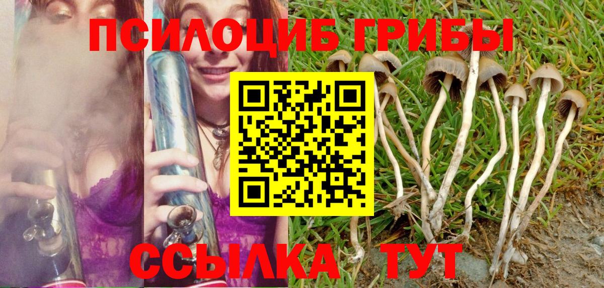Тольятти  Псилоцибиновые грибы Psilocybe  Вход с VPN 